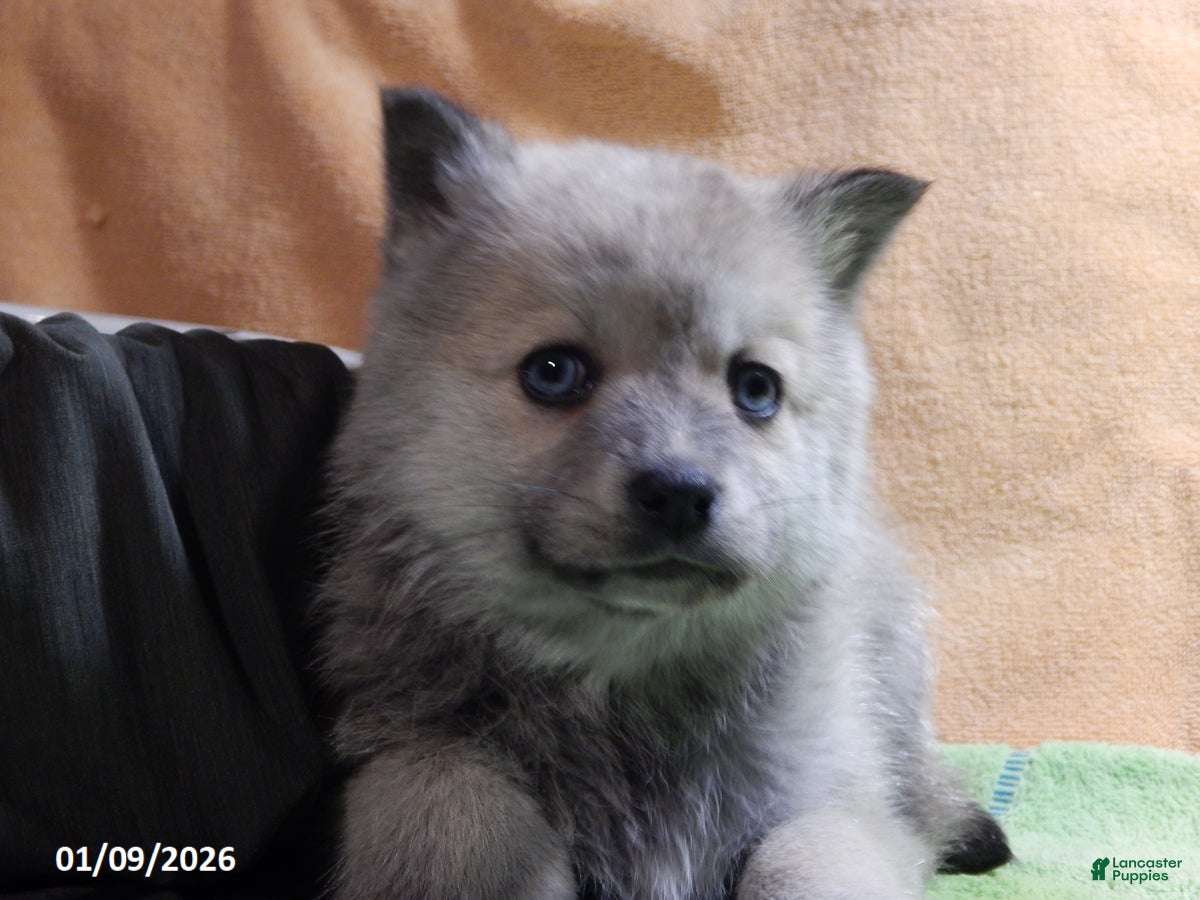 Pomsky dogs Bella   - Ad 3