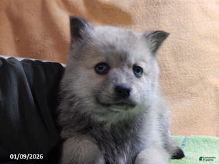 Pomsky dogs Bella - Ad 9
