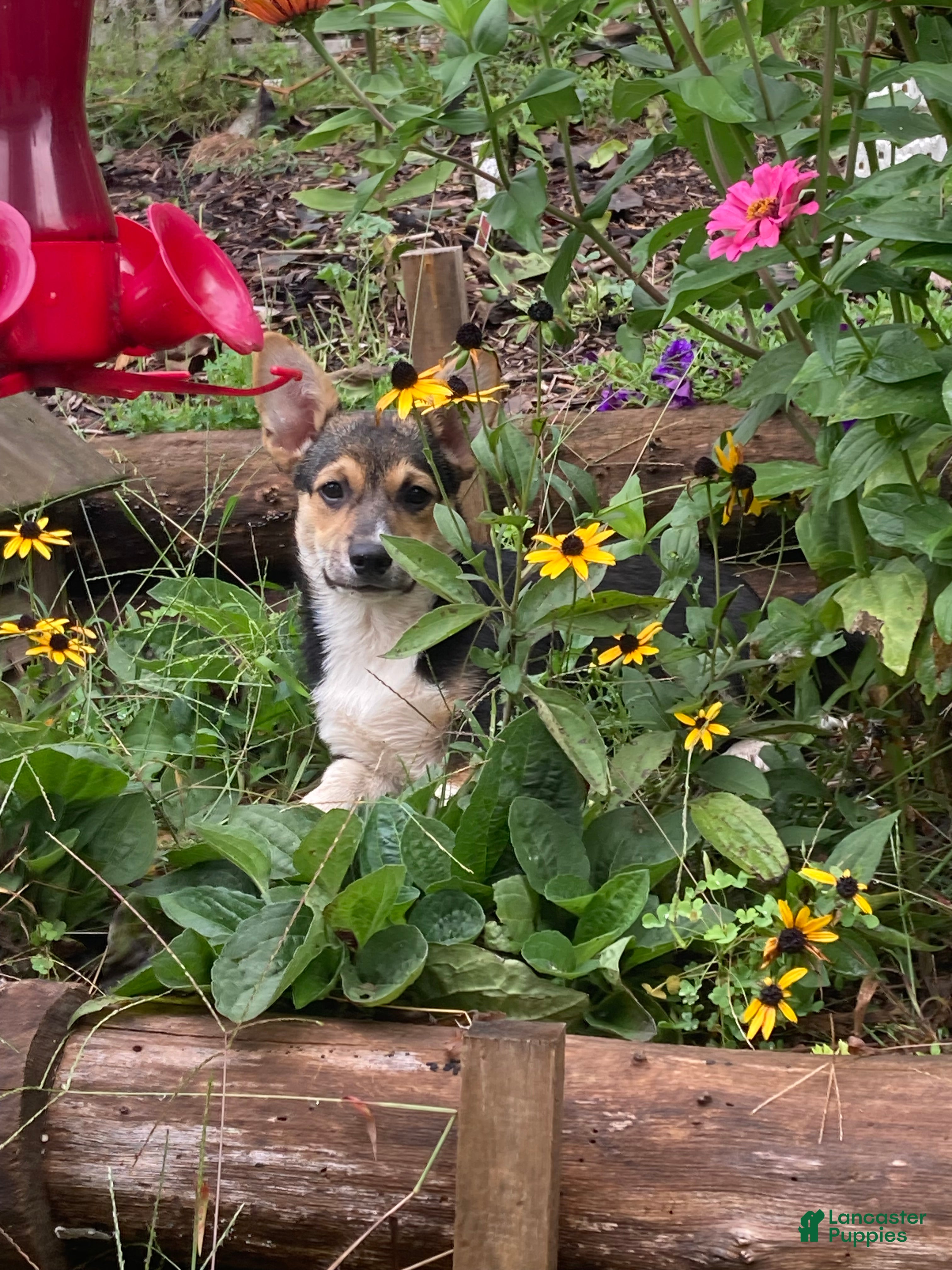 Welsh Corgi Pembroke dogs Kronk  - Ad 7