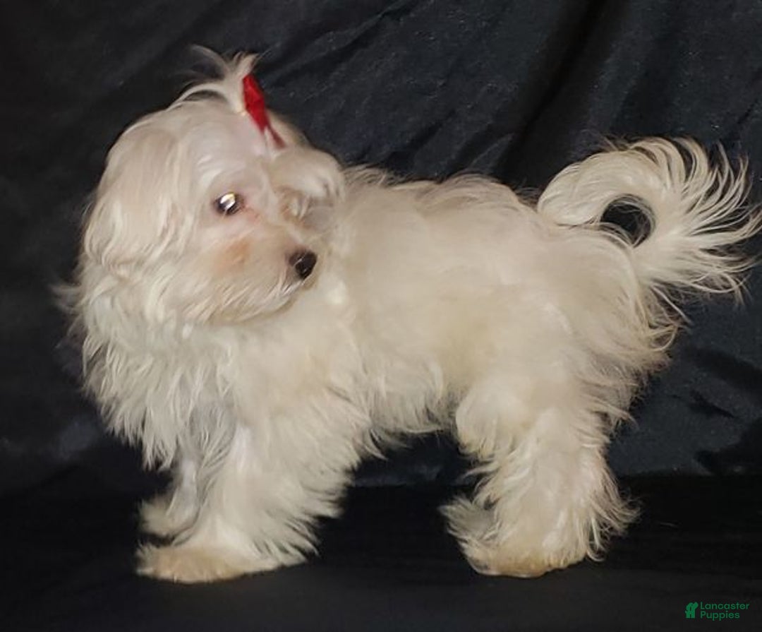 Maltese dogs for sale: Maltese Puppy 3 - Ad 2