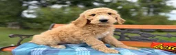 Labradoodle dogs for sale: Cinnamon (Girl) - Ad 4