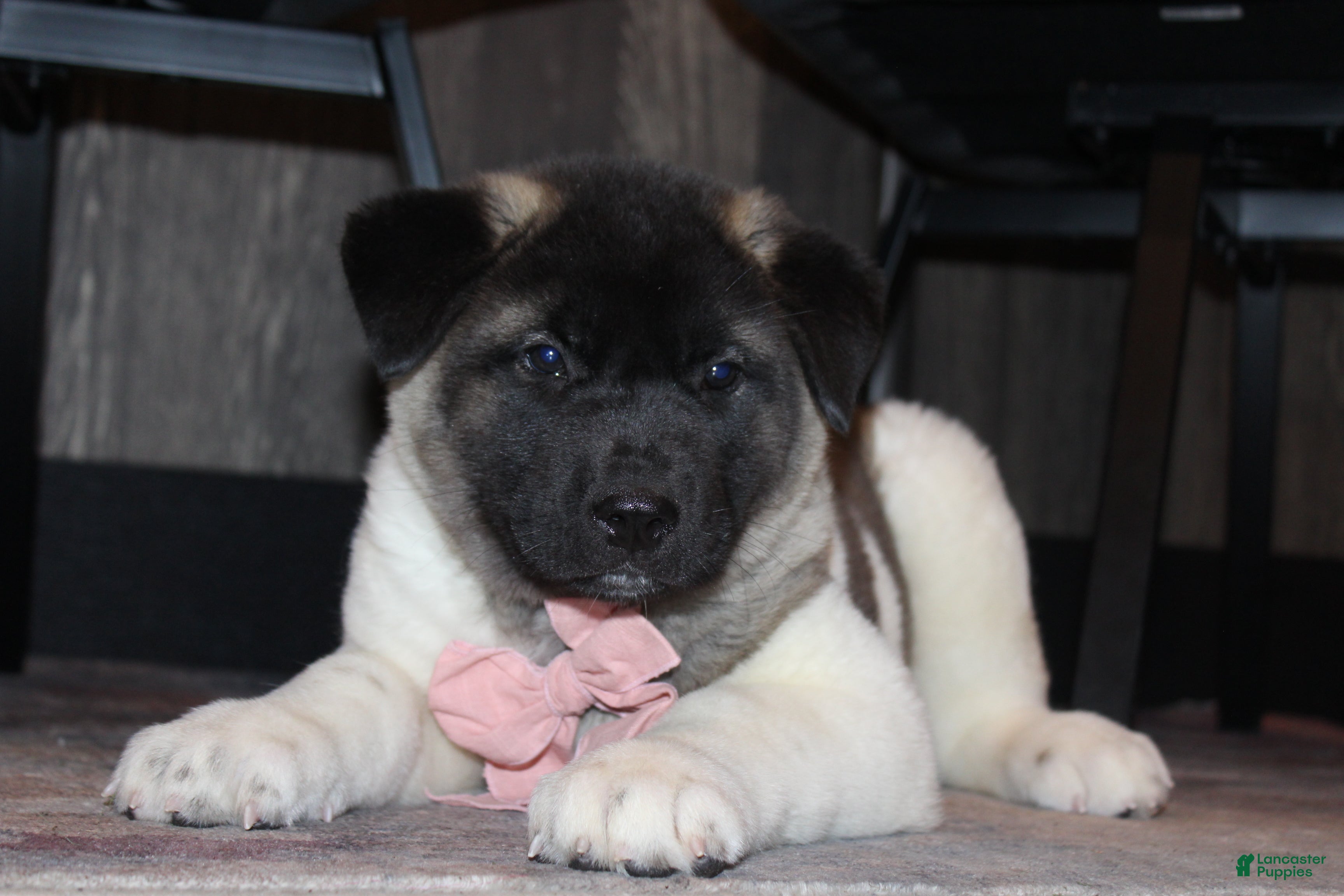 Akita dogs AKC Luna - Ad 2
