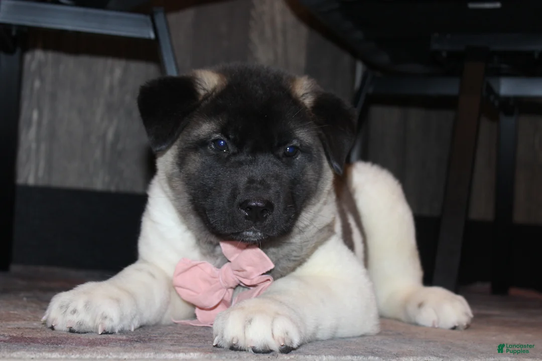 Akita dogs for sale: AKC Luna - Ad 2