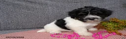 Havanese dogs for sale: Molly - Ad 5