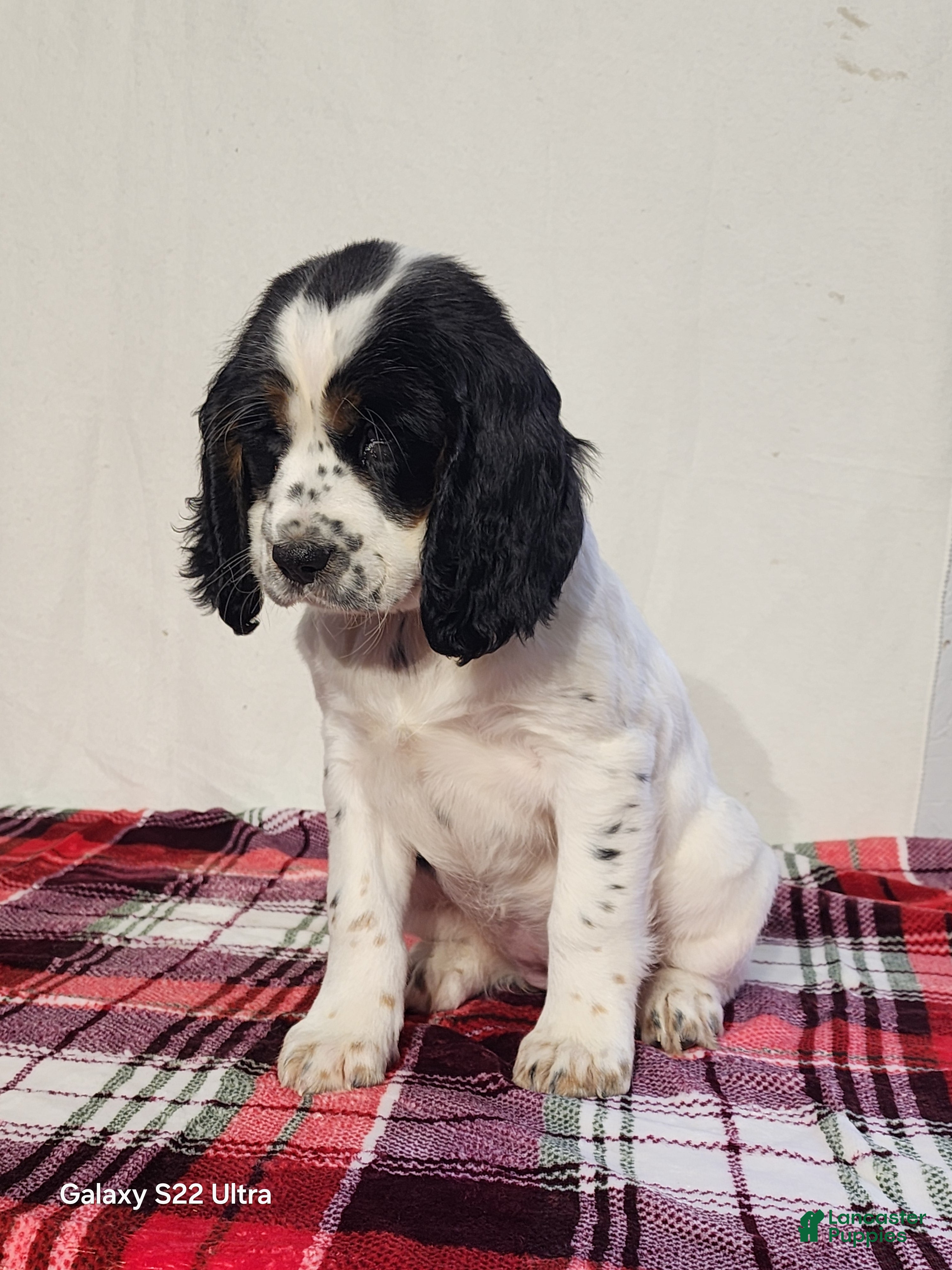 English Springer Spaniel dogs Marcy - Ad 16