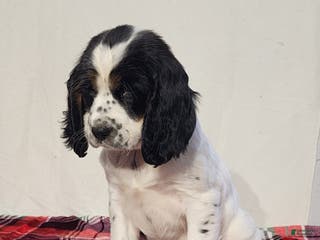 English Springer Spaniel dogs Marcy - Ad 16