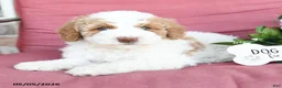 Miniature Poodle dogs for sale: Lisa - Ad 2