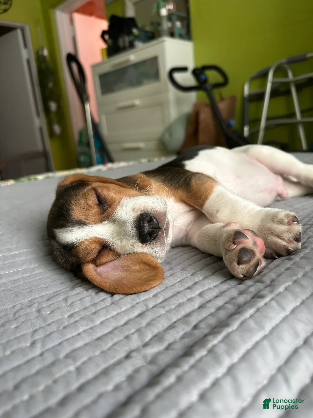 Beagle dogs for sale: Romeo - Ad 2