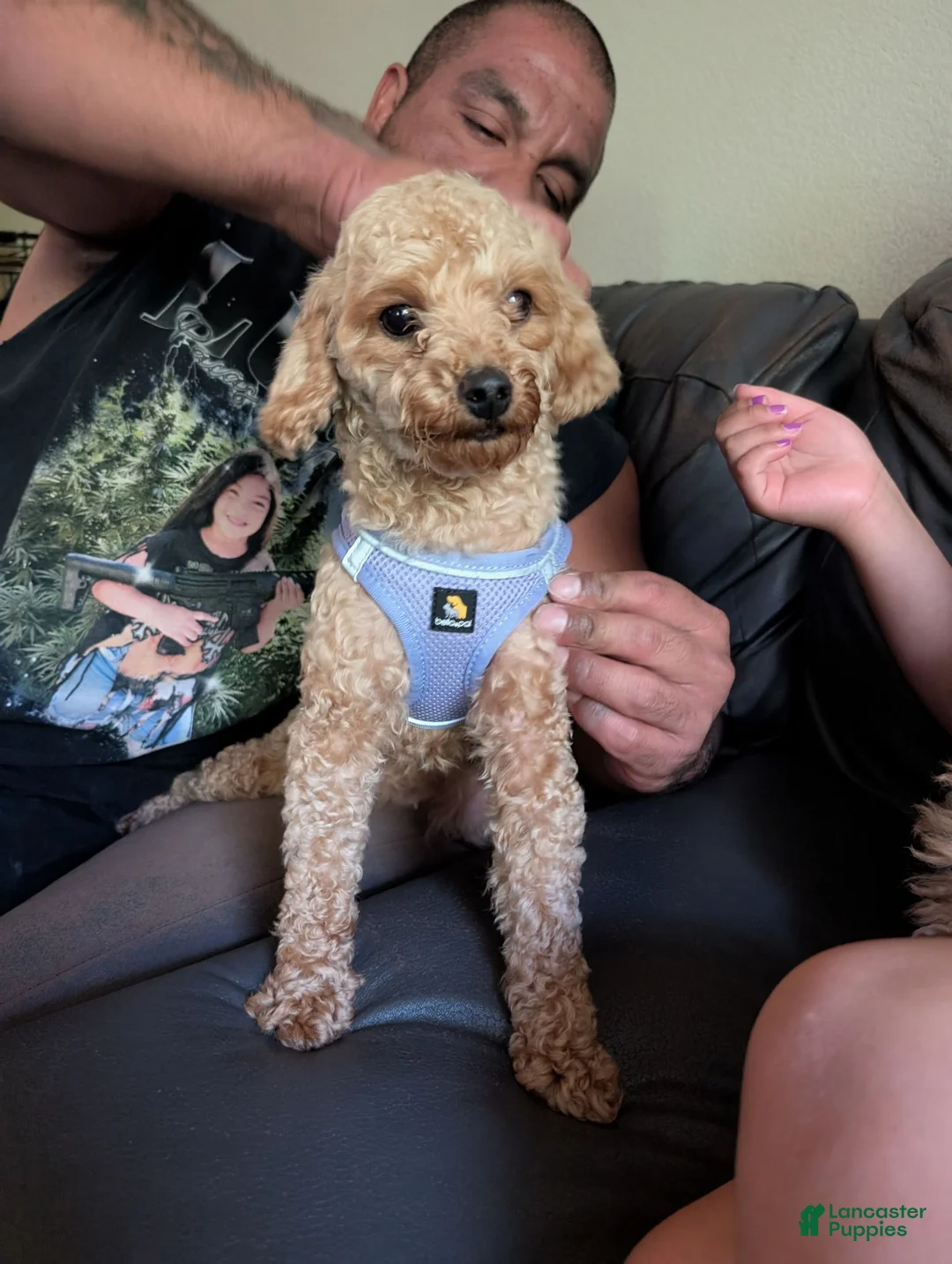 Mixed Breed dogs for sale: Strawberry  - Ad 9