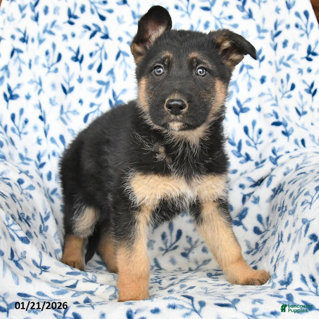 German Shepherd dogs for sale: Lighting - Ad 4