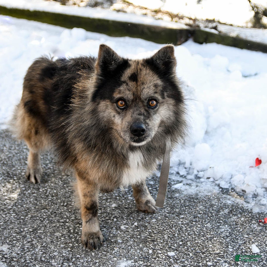 Pomsky dogs for sale: Monty - Ad 5