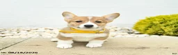 Welsh Corgi Pembroke dogs for sale: Bonnie  - Ad 3