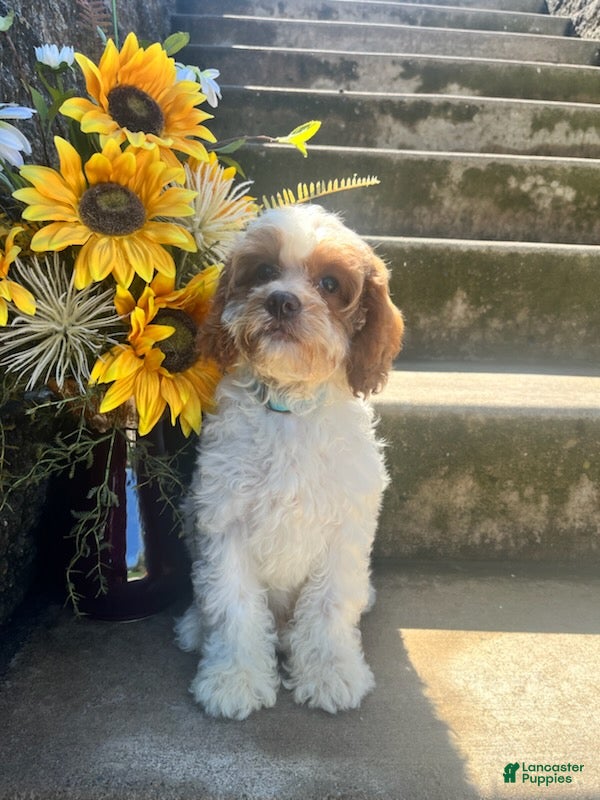 Cavapoo dogs Marlow - Ad 1