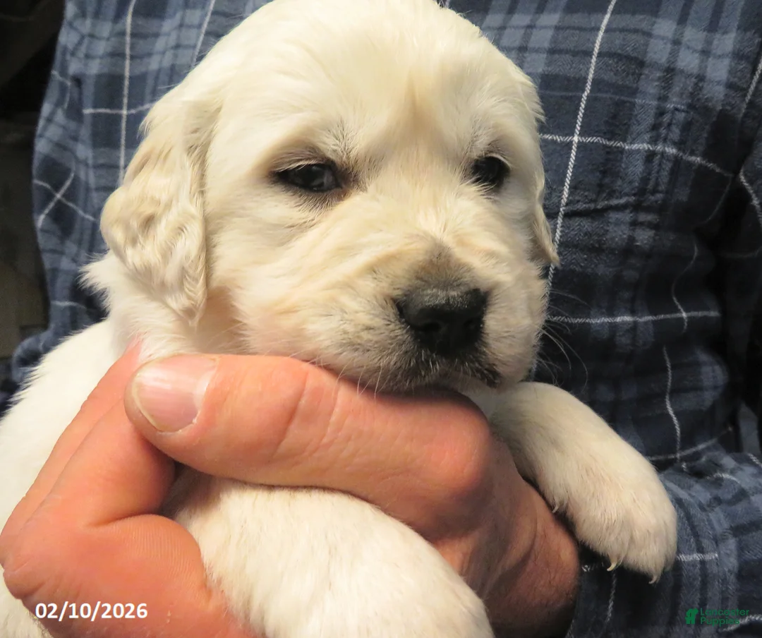 Golden Retriever dogs for sale: Barney - Ad 7