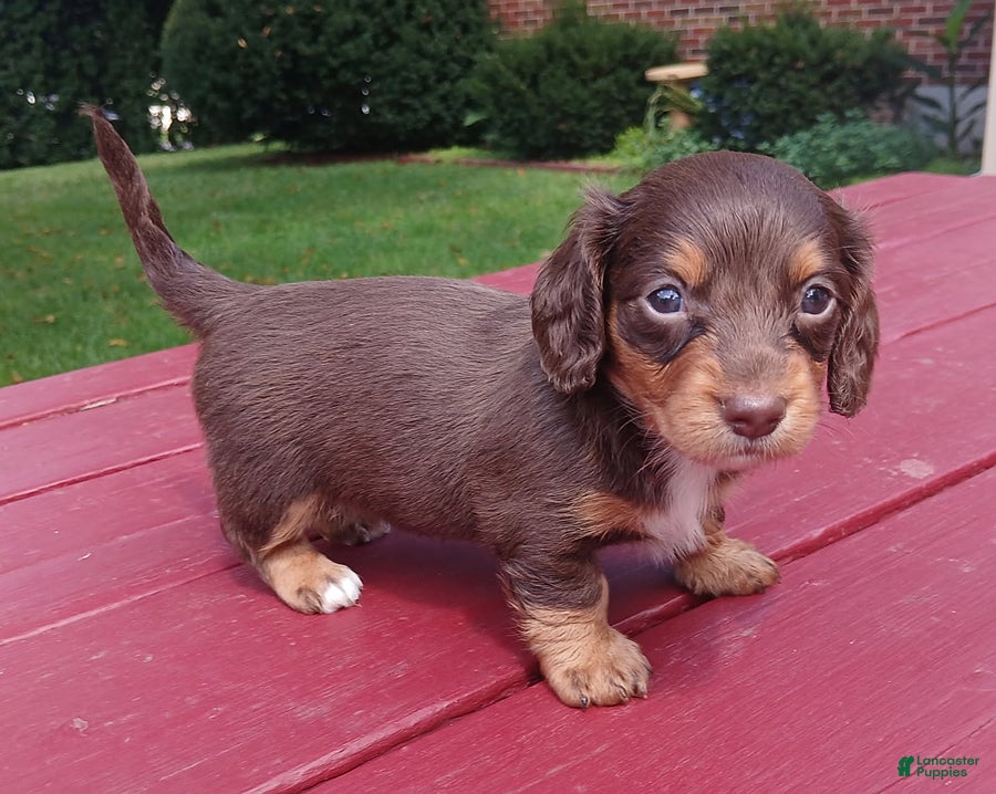Miniature Dachshund dogs Kelsie - Ad 1