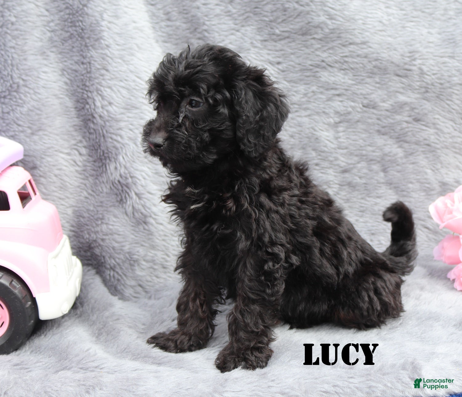 Mini Goldendoodle dogs for sale: Lucy - Ad 6