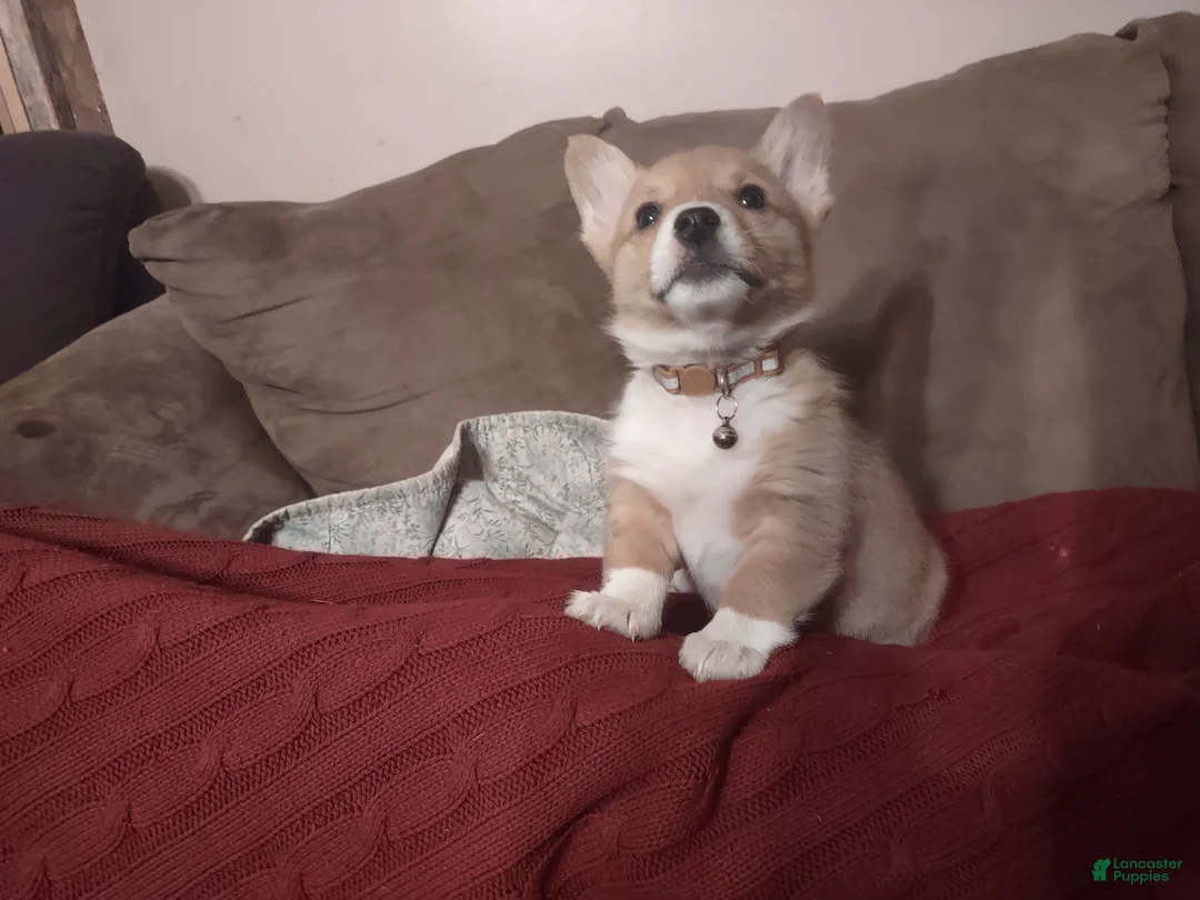 Welsh Corgi Pembroke dogs for sale: Brown Collar  - Ad 5