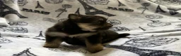 Pomeranian dogs for sale: Lasting  - Ad 6