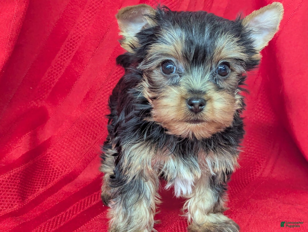 Yorkshire Terrier dogs for sale: Yorkshire Terrier Puppy 1 - Ad 2