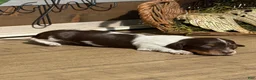 Miniature Dachshund dogs for sale: The Painted Primrose - Ad 3
