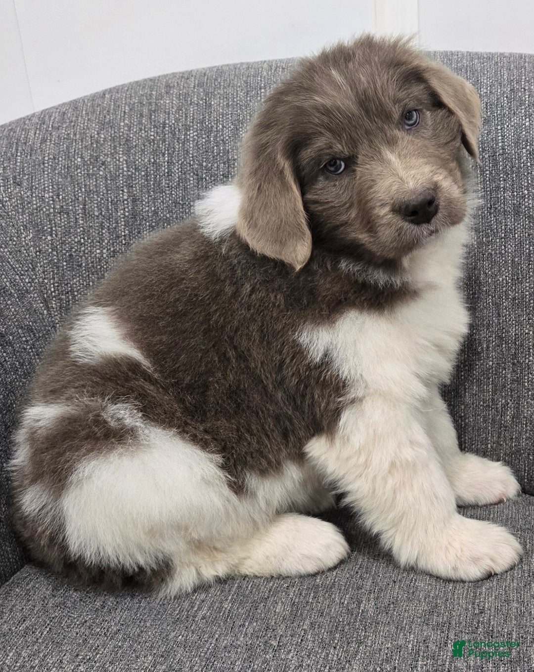 Newfoundland dogs for sale: Betsy - Ad 8