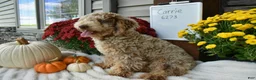 Cavapoo dogs for sale: Candy  - Ad 4