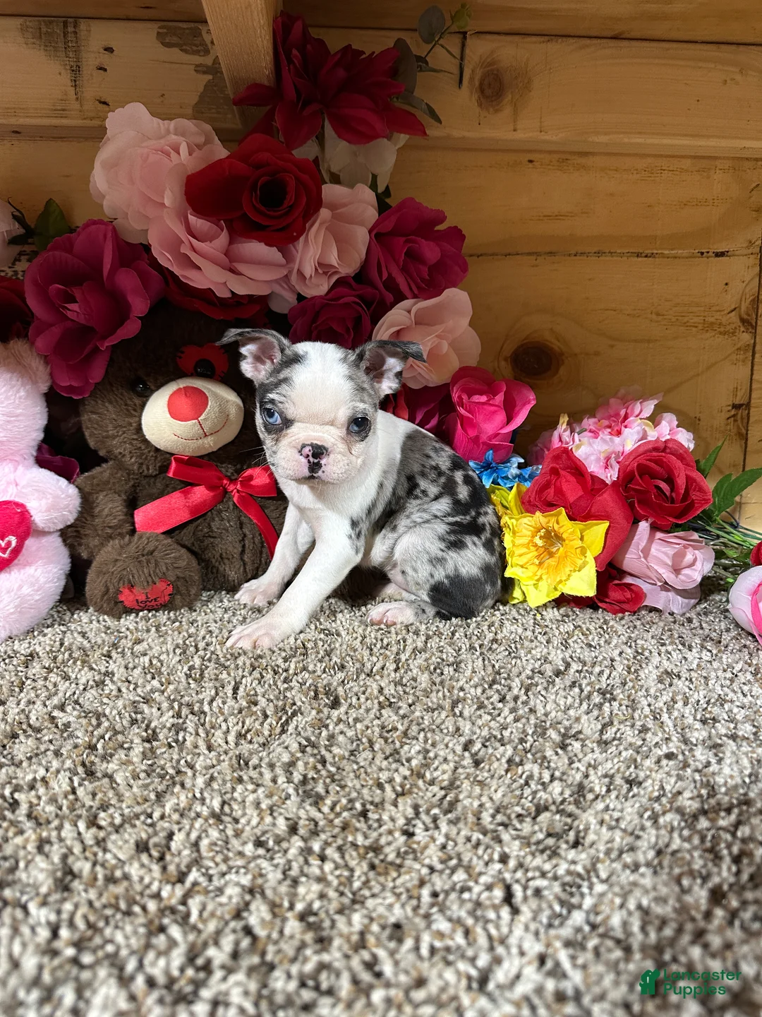 Boston Terrier dogs for sale: Boston Terrier 5 - Ad 5