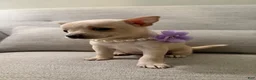 Chihuahua dogs for sale: Bella - Ad 6