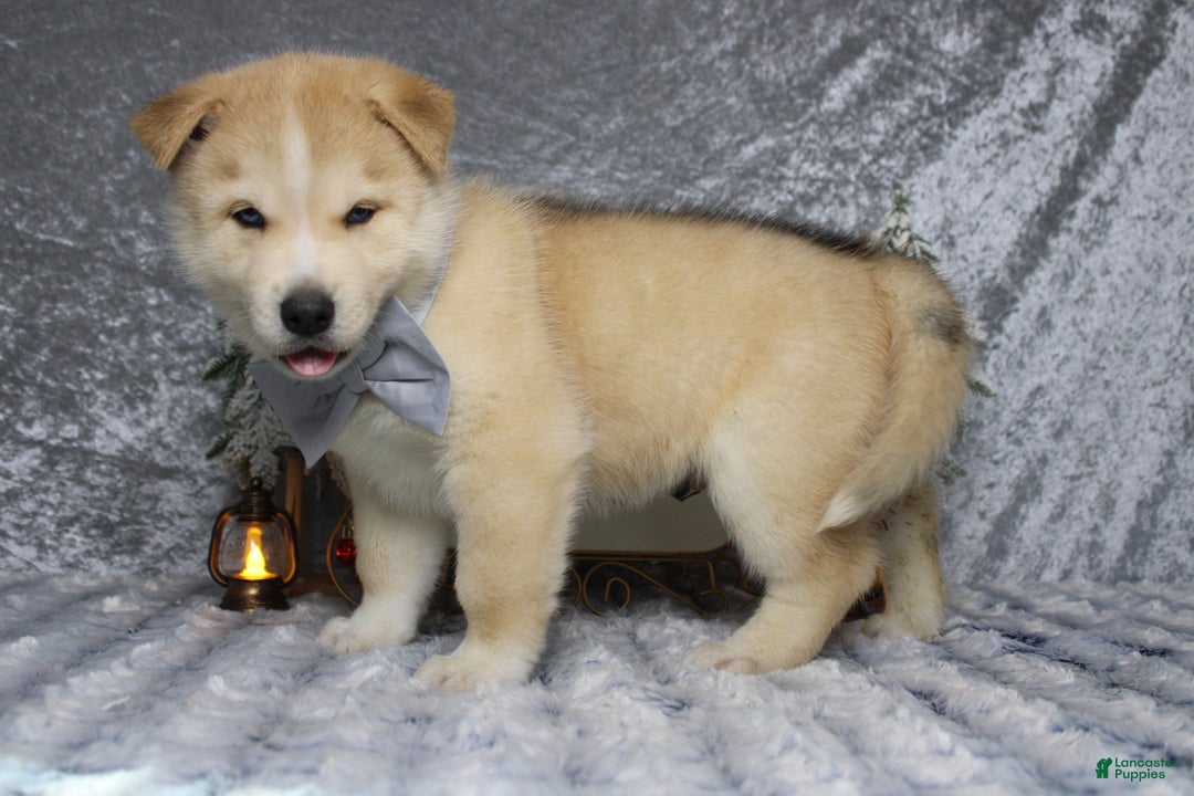 Pomsky dogs for sale: Fenrys - Ad 7