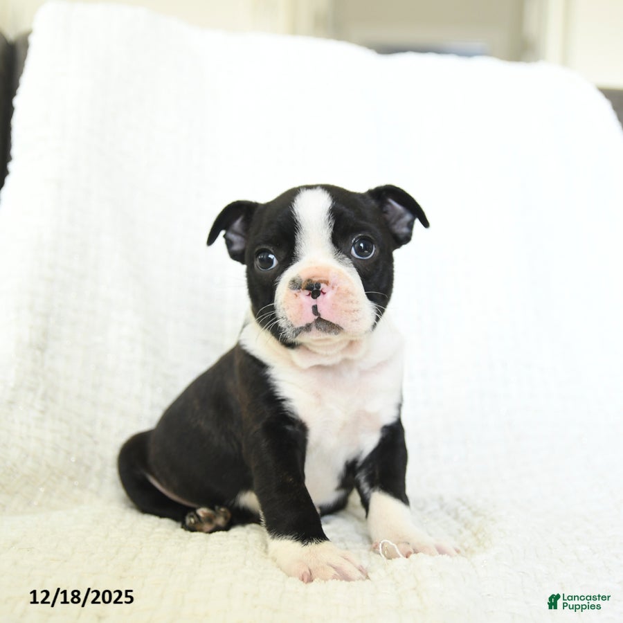 Boston Terrier dogs Oreo - Ad 2