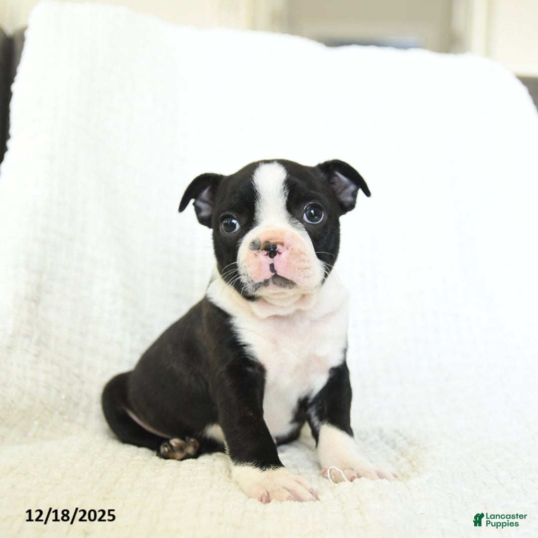 Boston Terrier dogs for sale: Oreo - Ad 2