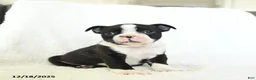 Boston Terrier dogs for sale: Oreo - Ad 2