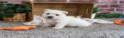West Highland Terrier dogs for sale: Aladdin - Ad 2