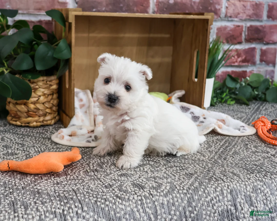 West Highland Terrier dogs for sale: Aladdin - Ad 2