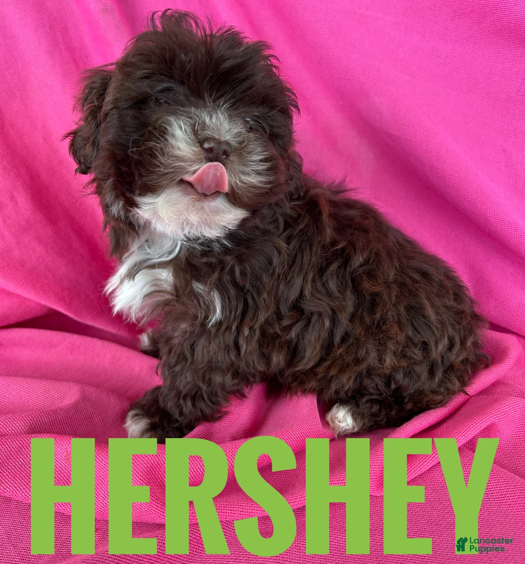 Shihpoo dogs for sale: Hershey - Ad 2