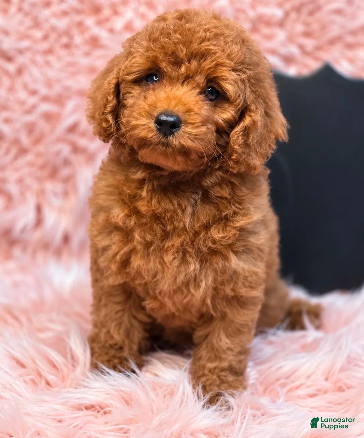Toy Poodle dogs Toy Poodle 1 - Ad 1