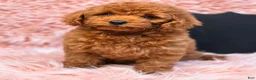 Toy Poodle dogs for sale: Toy Poodle 1 - Ad 1