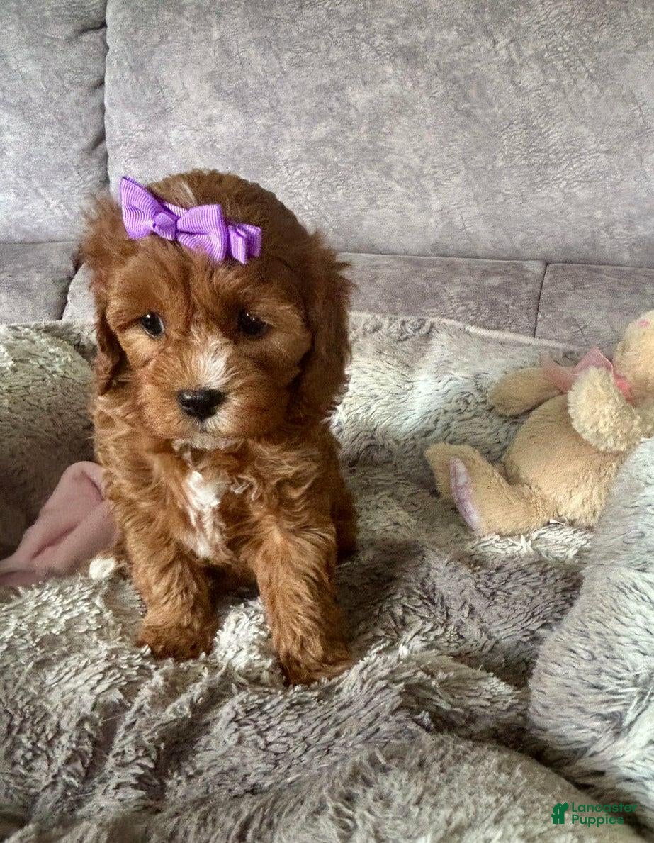 Cavapoo dogs Bella - Ad 14