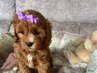 Cavapoo dogs Bella - Ad 40