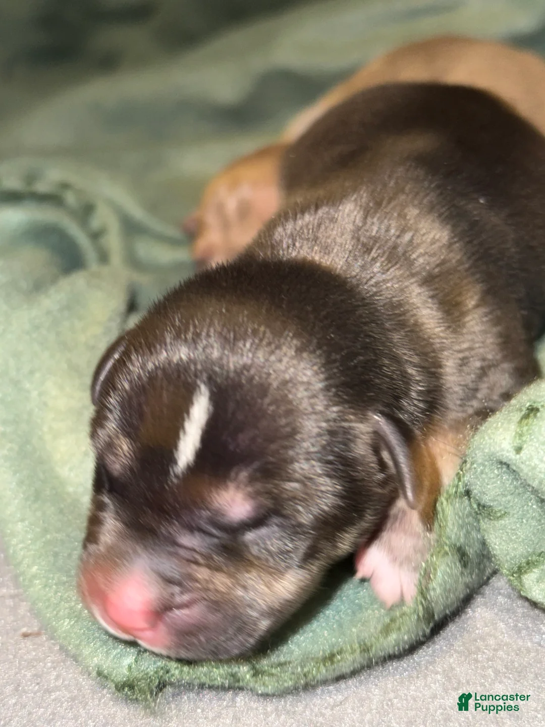 American Bully dogs for sale: American Bully Puppy 2 - Ad 1