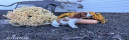 Welsh Springer Spaniel dogs for sale: Leslie - Ad 3