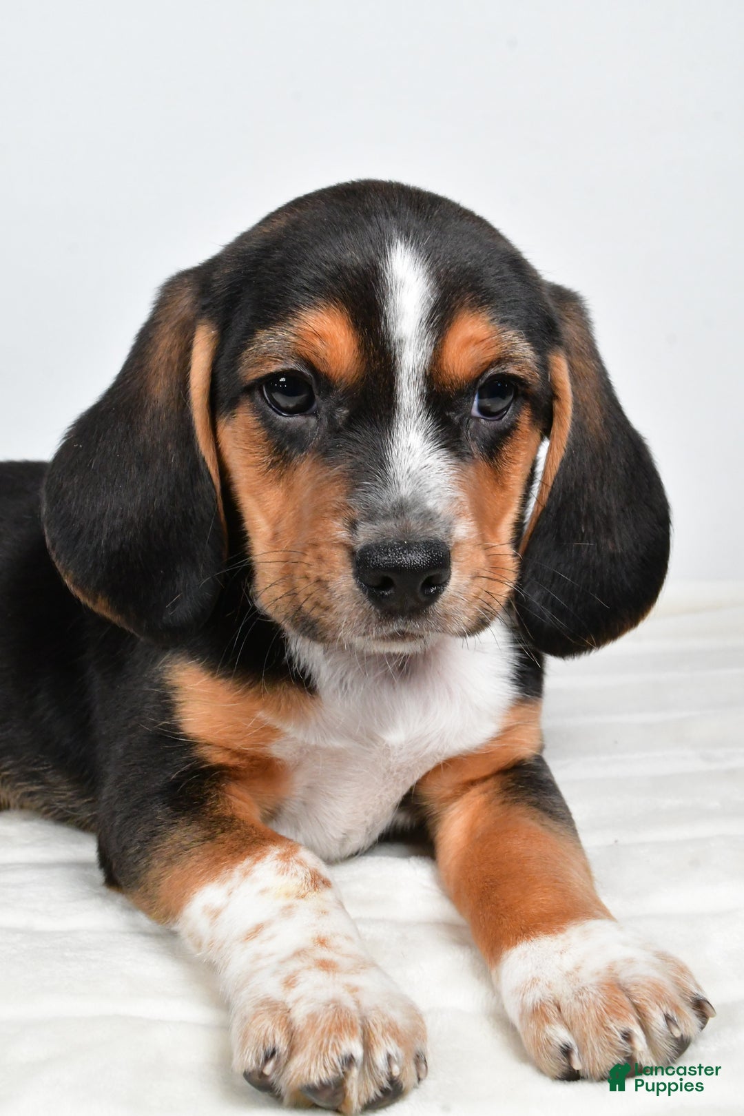 Beagle dogs for sale: Anthony - Ad 5