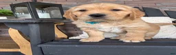 Golden Retriever dogs for sale: Golden Retriever Puppy 4 "TEAL" - Ad 4