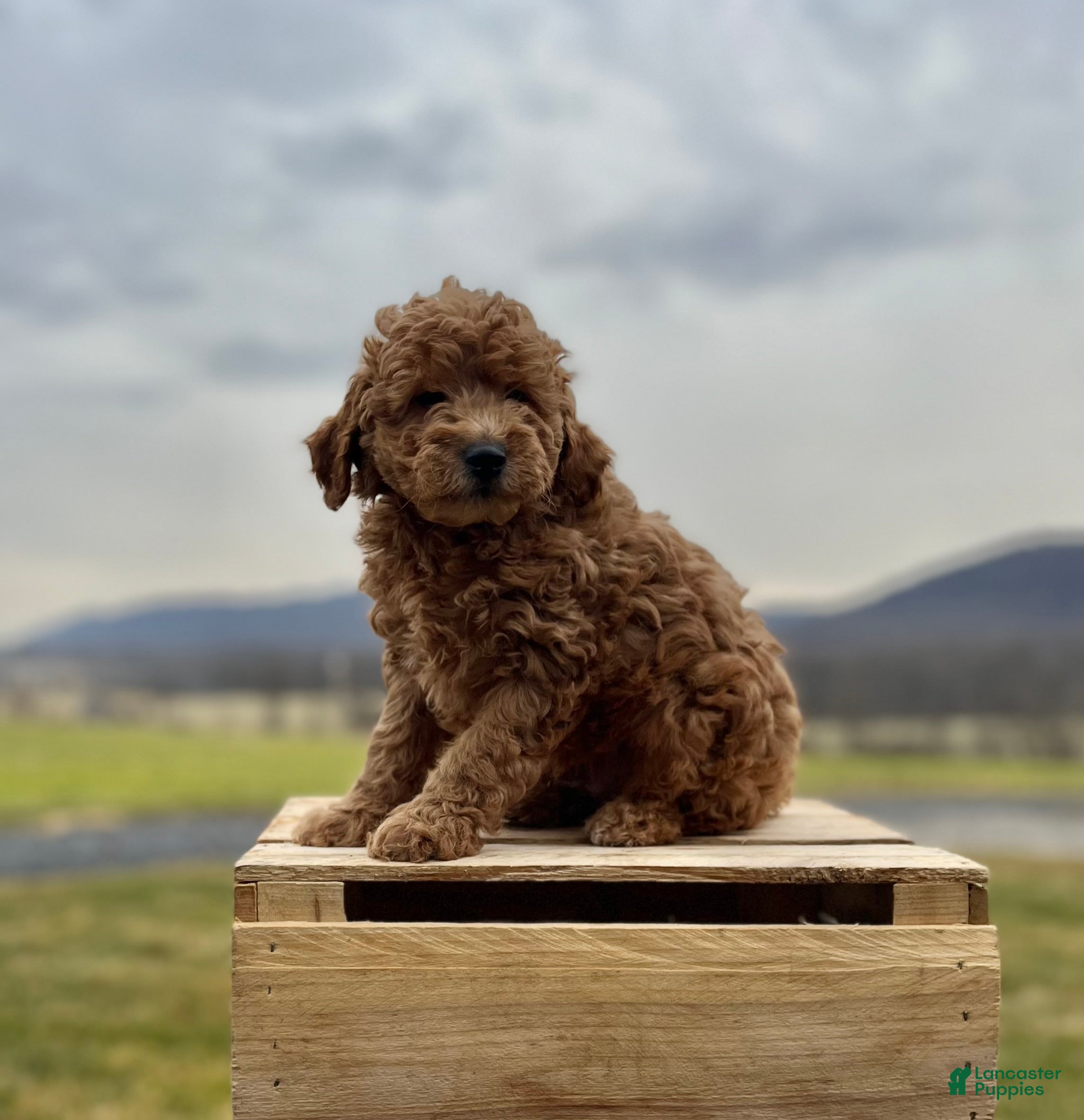 Goldendoodle dogs Goldendoodle Puppy 5 - Ad 36
