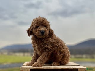 Goldendoodle dogs Goldendoodle Puppy 5 - Ad 5
