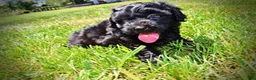 Havapoo dogs for sale: Isabella - Ad 14