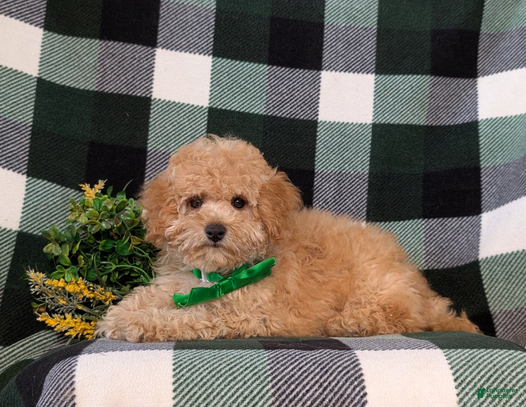 Miniature Poodle dogs for sale: Tanner - Ad 7