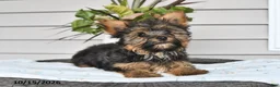 Yorkshire Terrier dogs for sale: Simon - Ad 3