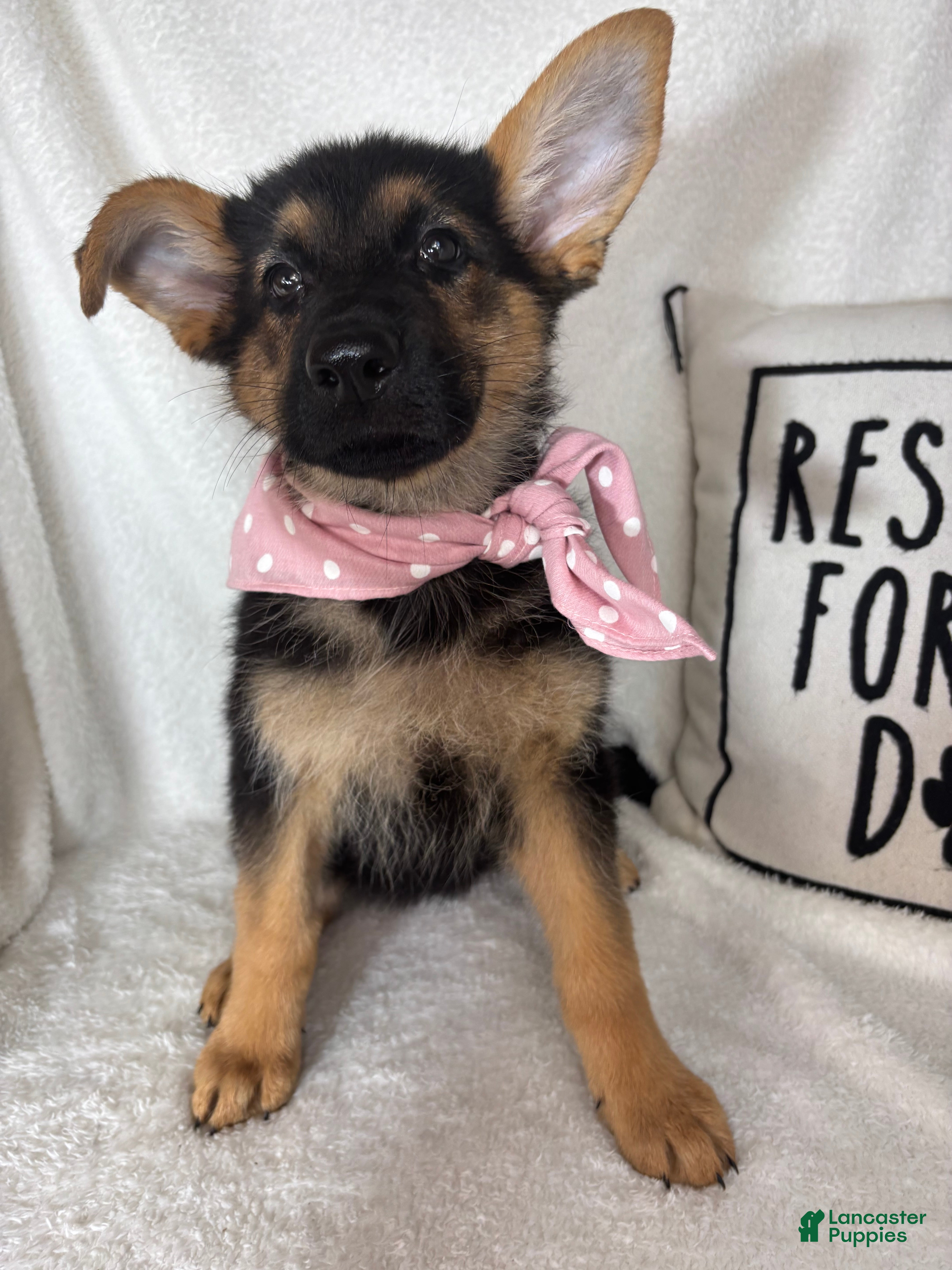 German Shepherd dogs Gracie - Ad 37