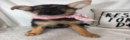 German Shepherd dogs for sale: Gracie - Ad 1